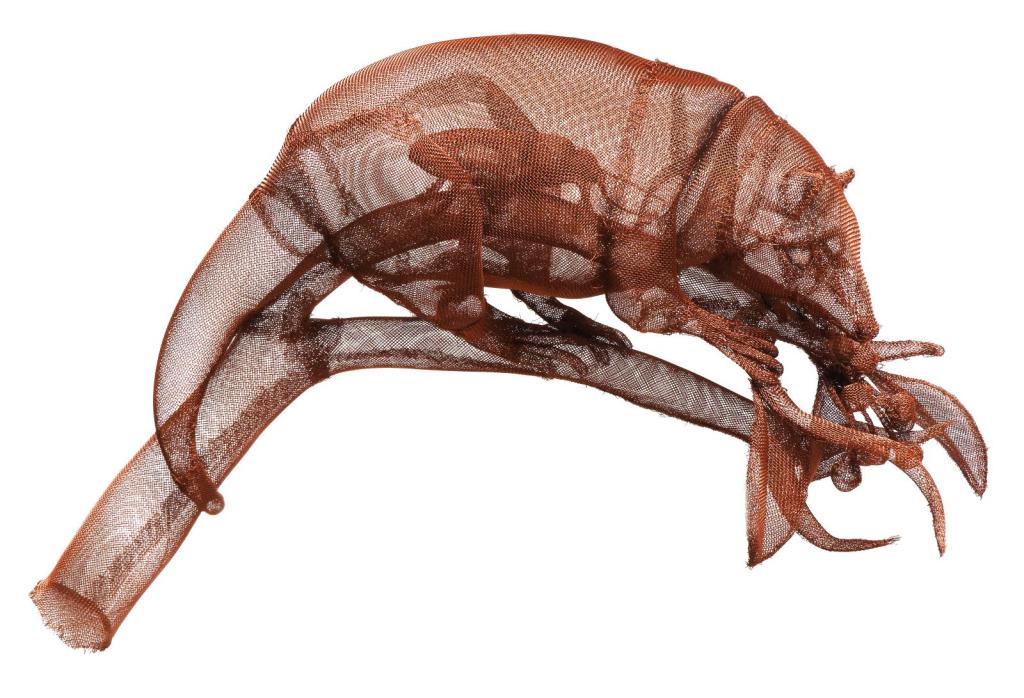 monito de monte, dromiciops australis